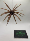 19MM Spine Urchin Bayou Blend