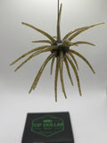 19MM Spine Urchin Dark Green Magic