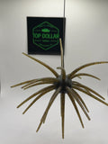 25MM Spine Urchin Dark Green Magic