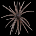 25MM Spine Urchin Phantom Shad (PRE ORDER)