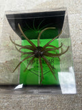19mm Spine Urchin Dark Green Magic