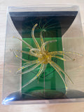 19mm Spine Urchin Honey Flash