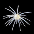 25MM Spine Urchin Bass Candy (PRE ORDER)