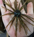 25MM Spine Urchin Green Pumpkin (PRE SALE)