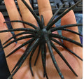 19Mm Spine urchin Black and Blue (PRE SALE)