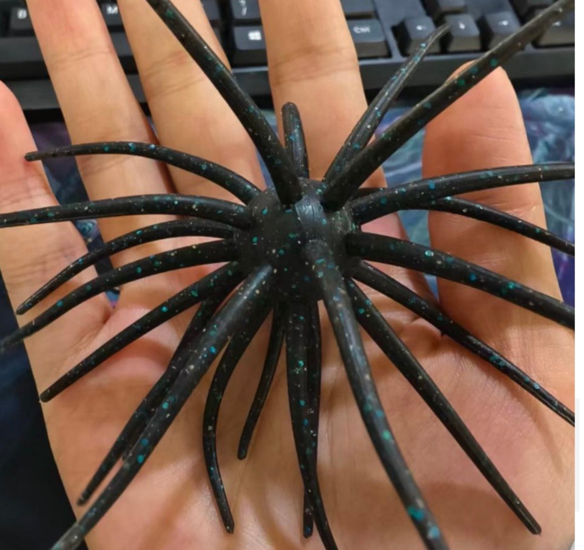 19Mm Spine urchin Black and Blue (PRE SALE)